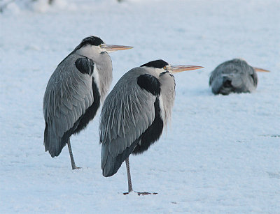 Grey Heron, Gråhäger, Ardea cinerea