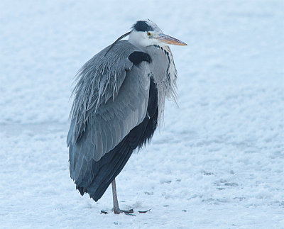 Grey Heron, Gråhäger, Ardea cinerea