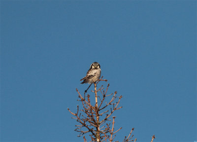 Northern Hawk Owl, Hkuggla, Surnia ulula