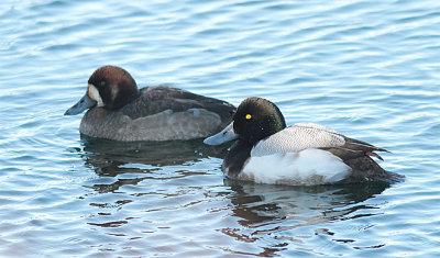 Greater Scaup, Bergand, Aythya marila