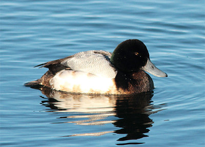 Greater Scaup, Bergand, Aythya marila