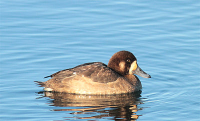 Greater Scaup, Bergand, Aythya marila