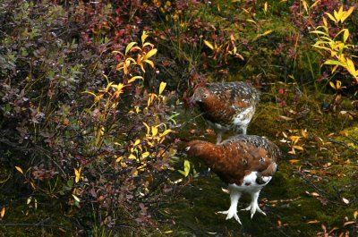 ptarmigan_7291