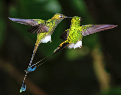 Booted Racket-Tails