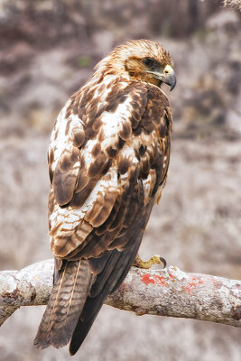 Galapagos Hawk