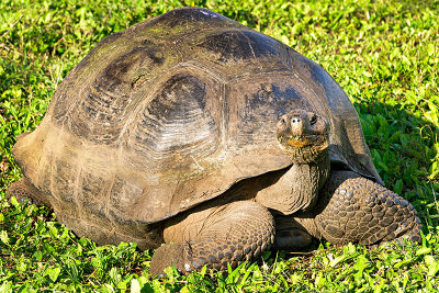 Giant Tortoise (Chelonoidis nigra) 