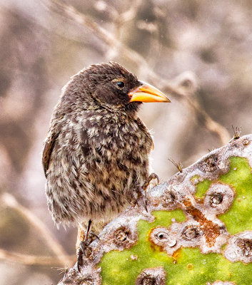 Small Cactus Finch (Geospiza scandens) 
