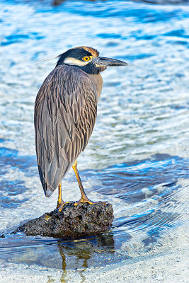 Striated Heron (Butorides striata)