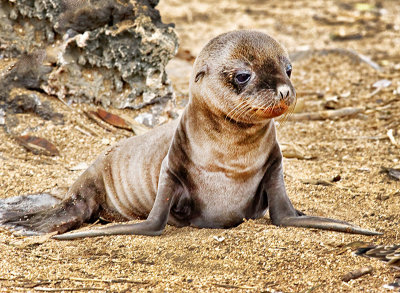 Seal Lion Pup