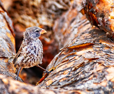 Darwins Finch