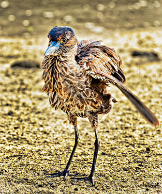 Striated Heron (Butorides striata) (Juvenile)