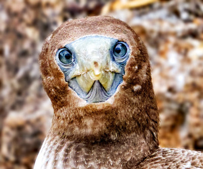 Nazca Booby - Juvenile
