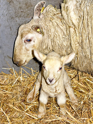 Patrick - the Newborn Lamb
