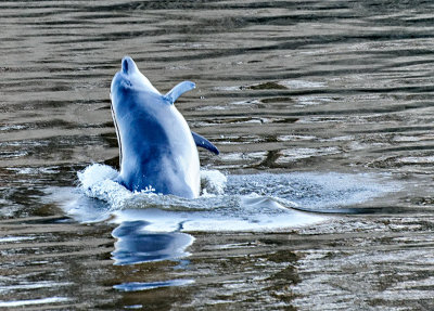 Dolphin Breaching