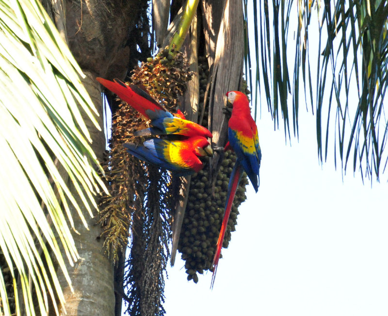 Scarlet macaws