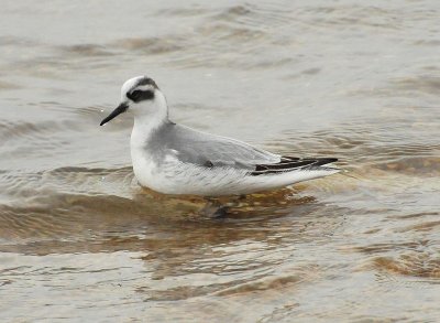 Red Phalarope North Point Sheboygan Nov 9 2012