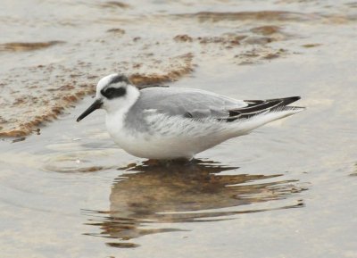 Red Phalarope North Point Sheboygan Nov 9 2012