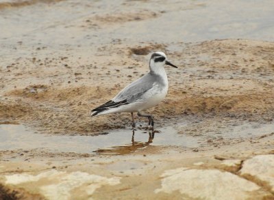 Red Phalarope North Point Sheboygan Nov 9 2012