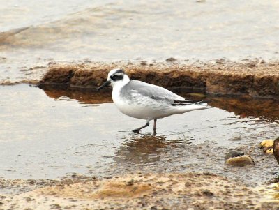 Red Phalarope North Point Sheboygan Nov 9 2012