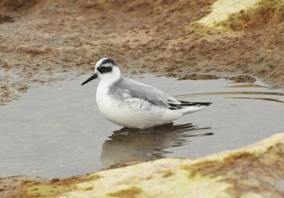 Red Phalarope North Point Sheboygan Nov 9 2012