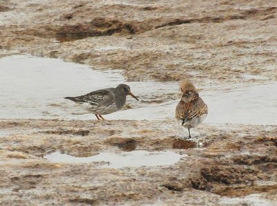 Purple sandpiper North Point Sheboygan Nov 9 2012