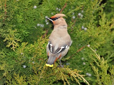 Bohemian waxwing2.jpg