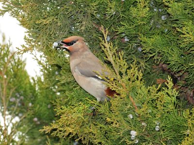 Bohemian waxwing3.jpg