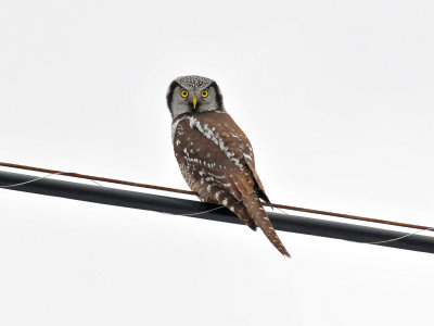 Hawk Owl Door Co 25 Nov 2012A