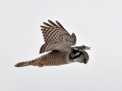 Hawk Owl Door Co 25 Nov 2012D