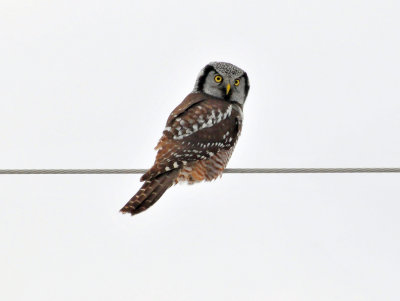 Hawk Owl Door Co 25 Nov 2012E