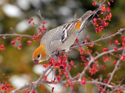 Pine Grosbeak Door Co 25 Nov 2012A