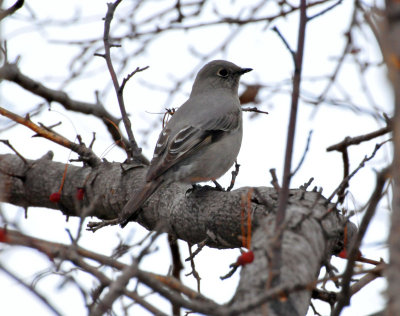 Townsend's solitaire Appleton, WI 19 Dec 2012