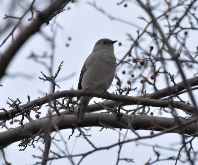 Townsend's solitaire Appleton, WI 19 Dec 2012