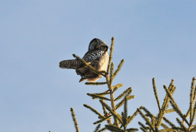 Hawk owl Door Co 5 Jan 2013a.jpg