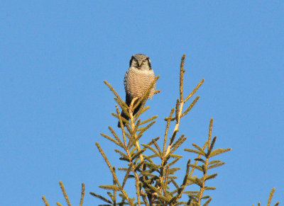 Hawk owl Door Co 5 Jan 2013c.jpg