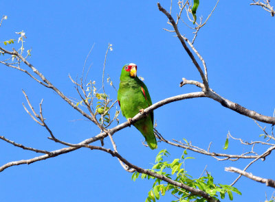 White-fronted parrot