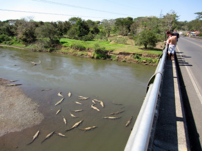 Tarcoles River bridge