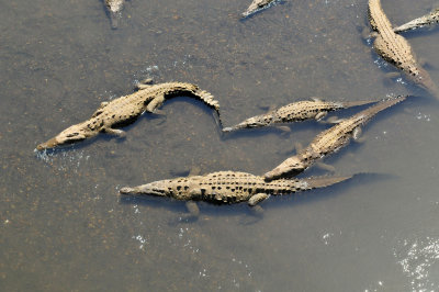 American crocodiles