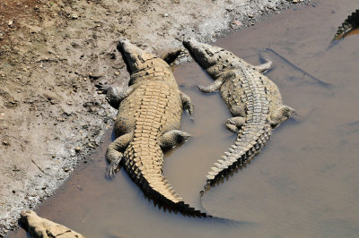 American crocodiles