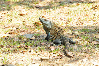 Spiny-tailed Iguana