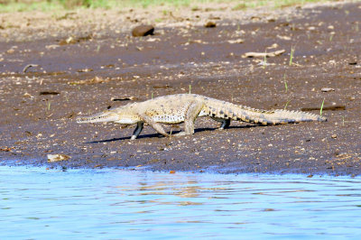 American crocodile