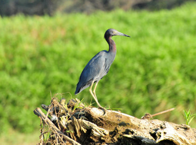 Little Blue Heron