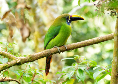 Emerald Toucanet