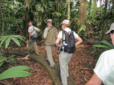 Birding at La Selva