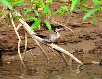 Sungrebe