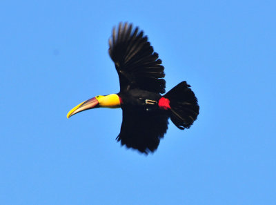 Black-mandibled Toucan