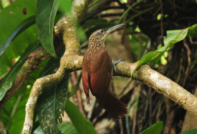 Streak-headed Woodcreeper