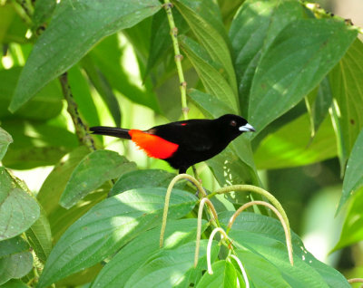 Passerini's Tanager