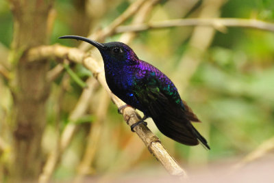 Violet Sabrewing