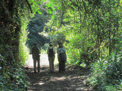 Birding at La Mina